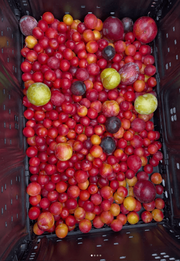 A crate of rescued plums